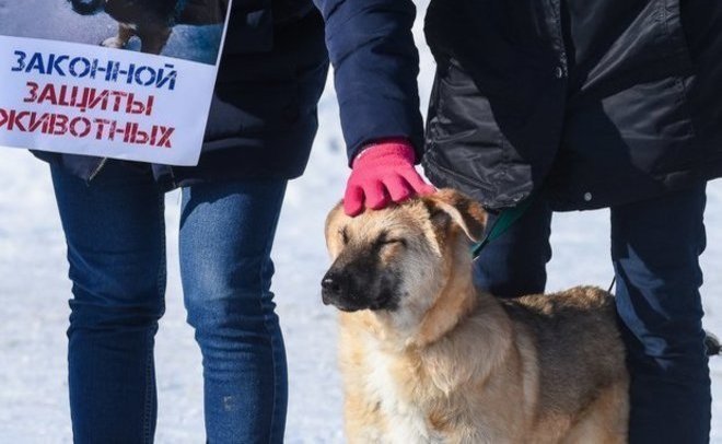 «Думаете, там кому-то нужны эти собаки?»: трудности отлова бродячих животных в Татарстане